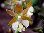 Calanthe